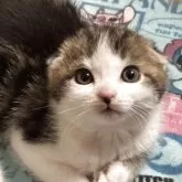 スコティッシュフォールド(折れ耳)【愛媛県・男の子・2025年10月1日・ブラウンクラッシックタビー&ホワイト】の写真11