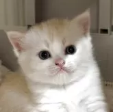 スコティッシュストレート【愛媛県・男の子・2025年10月7日・クリームマッカレルタビー】の写真4