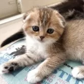 スコティッシュフォールド(折れ耳)【愛媛県・女の子・2025年10月8日・ブラウンマッカレルタビー&ホワイト】の写真12