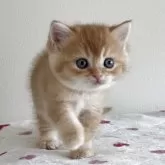 スコティッシュストレート【愛媛県・男の子・2025年10月8日・レッドタビー】の写真12