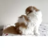 スコティッシュフォールド(折れ耳)【愛媛県・男の子・2025年10月1日・レッドタビー&ホワイト】の写真13