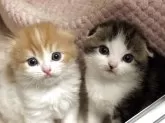 スコティッシュフォールド(折れ耳)【愛媛県・男の子・2025年10月1日・レッドタビー&ホワイト】の写真14