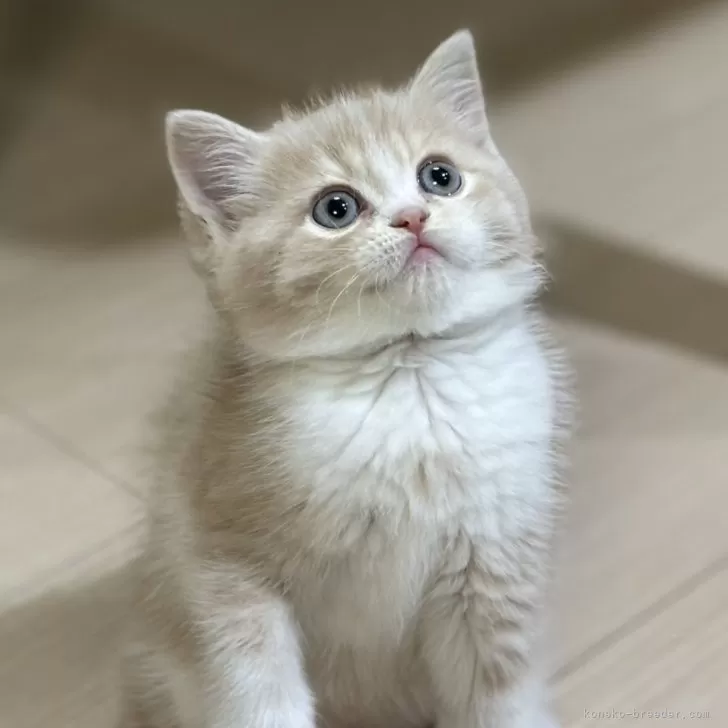 ID：2503-02493の子猫