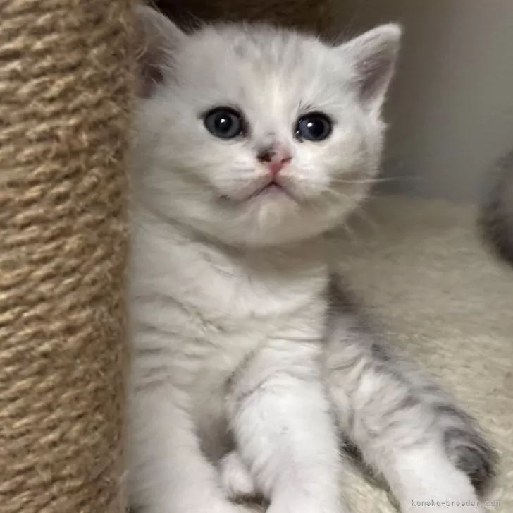 ID:2504-02117の子猫