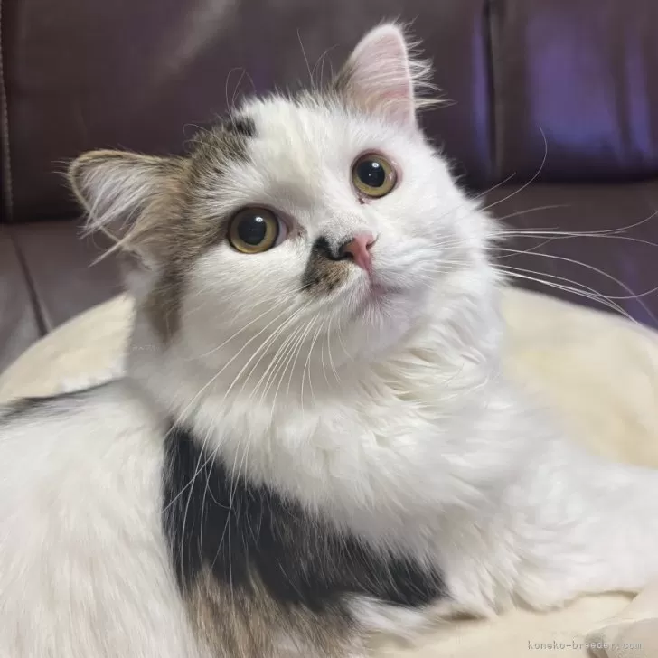 スコティッシュストレート【愛媛県・男の子・2025年1月30日・ブラウンタビー&amp;ホワイト】の写真1