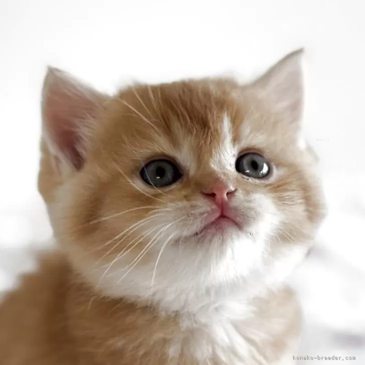 スコティッシュストレート【愛媛県・男の子・2025年10月8日・レッドタビー】の写真1