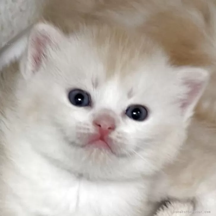 スコティッシュストレート【愛媛県・男の子・2025年10月7日・クリームマッカレルタビー】の写真1