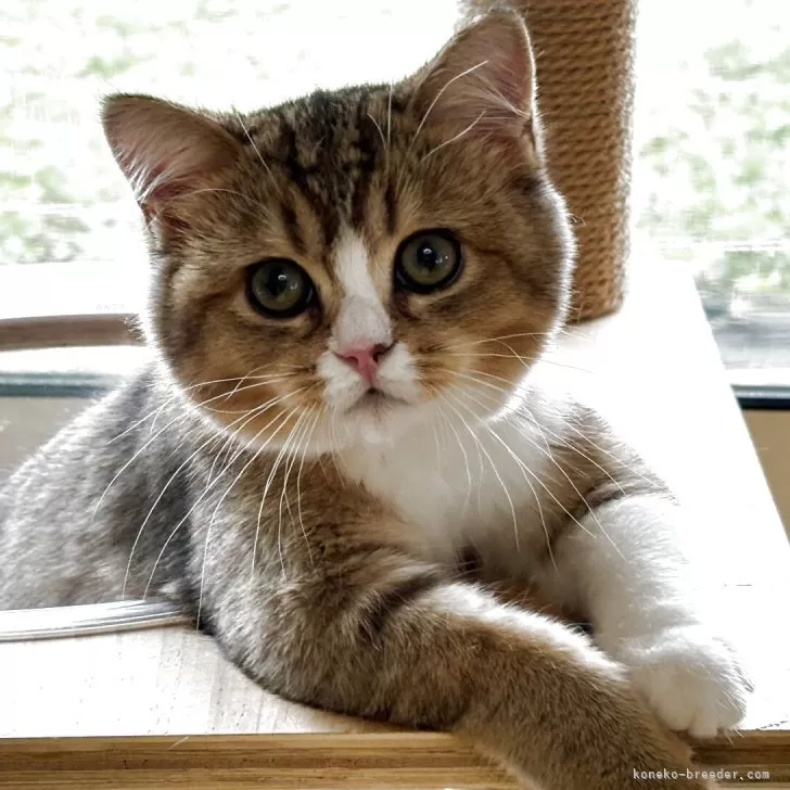 ID:2505-02511の子猫