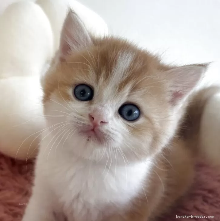 スコティッシュストレート【愛媛県・男の子・2025年10月7日・レッドマッカレルタビー&amp;ホワイト】の写真1