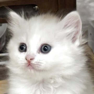 スコティッシュストレート【愛媛県・男の子・2025年10月1日・クリームマッカレルタビー（長毛）】の写真「もふもふ男子❣️
可愛いお色です」