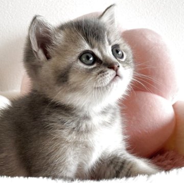 スコティッシュストレート【愛媛県・男の子・2025年10月22日・ブルーマッカレルタビー（ショート）】の写真「おっとりさんで可愛い男の子💕」