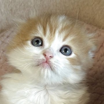 スコティッシュフォールド(折れ耳)【愛媛県・男の子・2025年10月1日・レッドタビー&ホワイト（長毛）】の写真「もふもふ人気のレッド男子❣️」