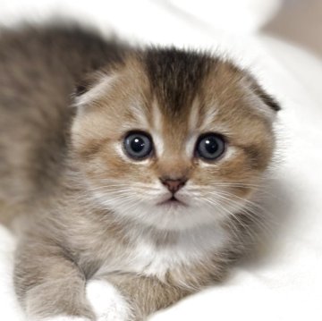 スコティッシュフォールド(折れ耳)【愛媛県・男の子・2025年10月8日・ブラウンマッカレルタビー&ホワイト（ショート）】の写真「可愛い男の子❣️」