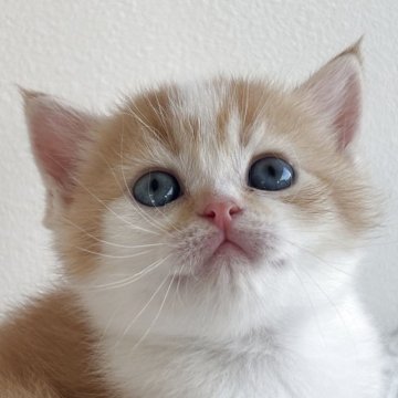 スコティッシュストレート【愛媛県・男の子・2025年10月1日・レッドマッカレルタビー&ホワイト（ショート）】の写真「口元かわ可愛い男の子❣️」