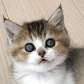 スコティッシュストレート