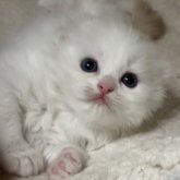 スコティッシュフォールド(折れ耳)