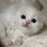 スコティッシュフォールド(折れ耳)