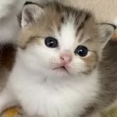 スコティッシュストレート