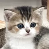 スコティッシュストレート