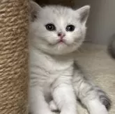 スコティッシュストレート