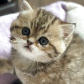 スコティッシュストレート