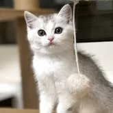 スコティッシュストレート