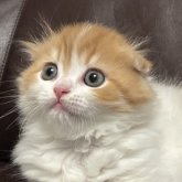 スコティッシュフォールド(折れ耳)