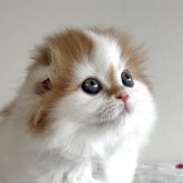 スコティッシュフォールド(折れ耳)