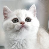スコティッシュストレート