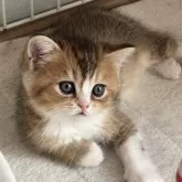 スコティッシュストレート