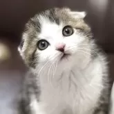 スコティッシュフォールド(折れ耳)