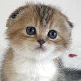 スコティッシュフォールド(折れ耳)