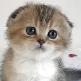 スコティッシュフォールド(折れ耳)