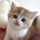 スコティッシュストレート