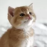 スコティッシュストレート【愛媛県・男の子・2025年10月8日・レッドタビー】の写真2