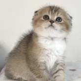 スコティッシュフォールド(折れ耳)【愛媛県・女の子・2025年10月8日・ブラウンマッカレルタビー&ホワイト】の写真2