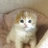 スコティッシュフォールド(折れ耳)【愛媛県・男の子・2025年10月1日・レッドタビー&ホワイト】の写真3