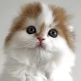 スコティッシュフォールド(折れ耳)【愛媛県・男の子・2025年10月1日・レッドタビー&ホワイト】の写真3