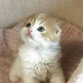 スコティッシュフォールド(折れ耳)【愛媛県・男の子・2025年10月1日・レッドタビー&ホワイト】の写真4