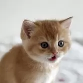 スコティッシュストレート【愛媛県・男の子・2025年10月8日・レッドタビー】の写真5