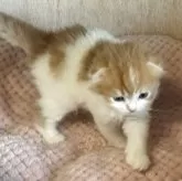 スコティッシュフォールド(折れ耳)【愛媛県・男の子・2025年10月1日・レッドタビー&ホワイト】の写真5