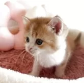 スコティッシュストレート【愛媛県・男の子・2025年10月7日・レッドマッカレルタビー&ホワイト】の写真5