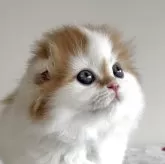 スコティッシュフォールド(折れ耳)【愛媛県・男の子・2025年10月1日・レッドタビー&ホワイト】の写真6