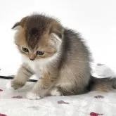 スコティッシュフォールド(折れ耳)【愛媛県・女の子・2025年10月8日・ブラウンマッカレルタビー&ホワイト】の写真6