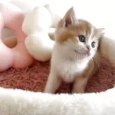 スコティッシュストレート【愛媛県・男の子・2025年10月7日・レッドマッカレルタビー&ホワイト】の写真6