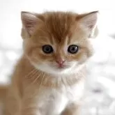 スコティッシュストレート【愛媛県・男の子・2025年10月8日・レッドタビー】の写真6