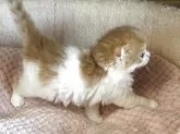 スコティッシュフォールド(折れ耳)【愛媛県・男の子・2025年10月1日・レッドタビー&ホワイト】の写真6