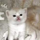 スコティッシュストレート【愛媛県・男の子・2025年10月7日・クリームマッカレルタビー】の写真10