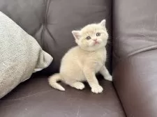 スコティッシュストレート【愛媛県・男の子・2025年2月26日・クリームタビー】の写真10