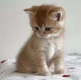 スコティッシュストレート【愛媛県・男の子・2025年10月8日・レッドタビー】の写真8